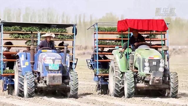 新疆巴州15万多亩番茄开始移栽