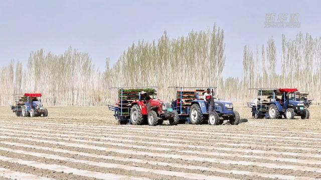 新疆巴州15万多亩番茄开始移栽