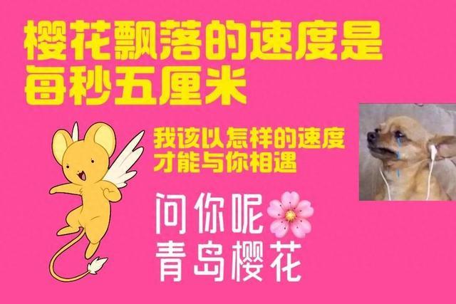 樱樱樱~你怎么知道我去青岛看樱花了