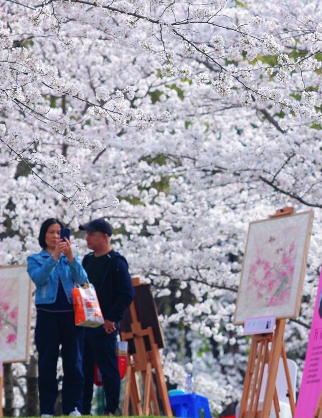 2024上海樱花节圆满落幕，期待明年再相约！