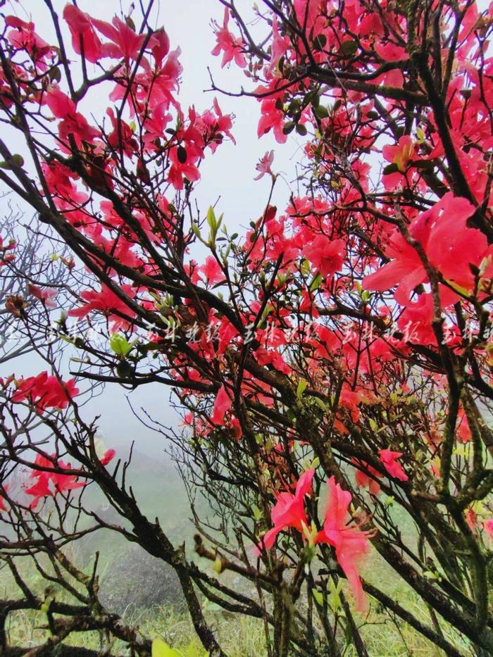 玉林这里的山野杜鹃花开了！就在北流大容山脚下