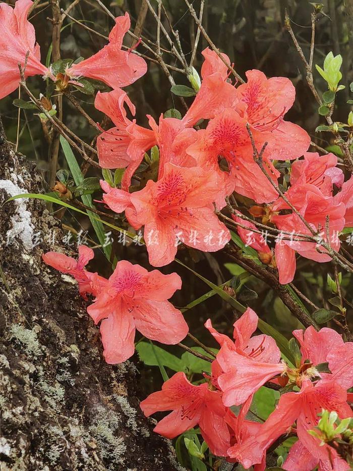 玉林这里的山野杜鹃花开了！就在北流大容山脚下