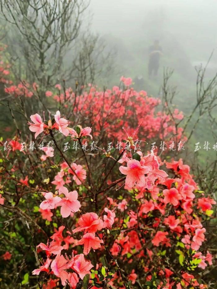 玉林这里的山野杜鹃花开了！就在北流大容山脚下