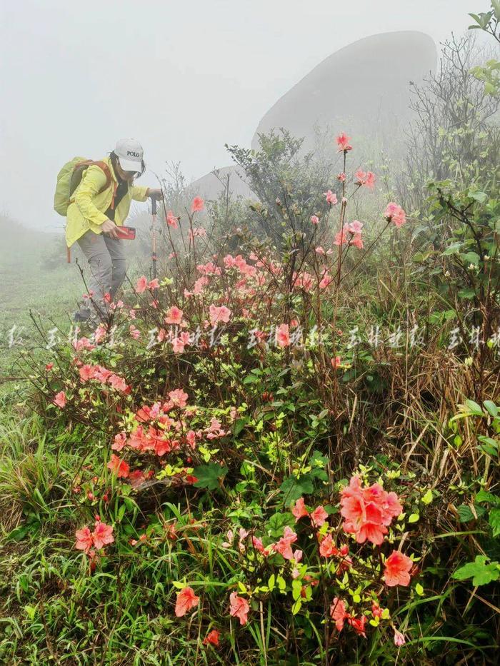 玉林这里的山野杜鹃花开了！就在北流大容山脚下