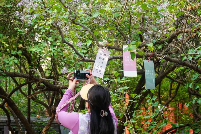 赏丁香、话诗词，北京西城法源寺百年丁香诗会启幕