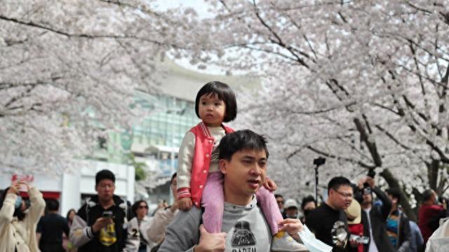“上海樱花指数”首次发布，最受关注的赏樱区、赏樱街镇在哪里？