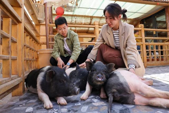 27岁女孩打造“撸猪小院”，每天18头香猪为伴