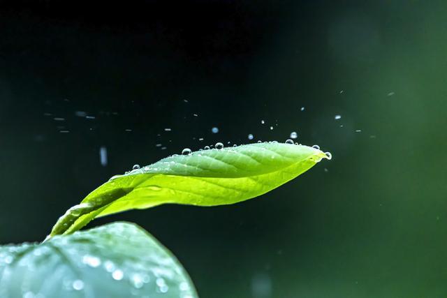 迎来春天的最后一个节气，这种花为何被称为“谷雨花”