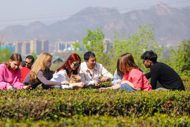 青岛：留学生采绿茶 体验中国茶文化