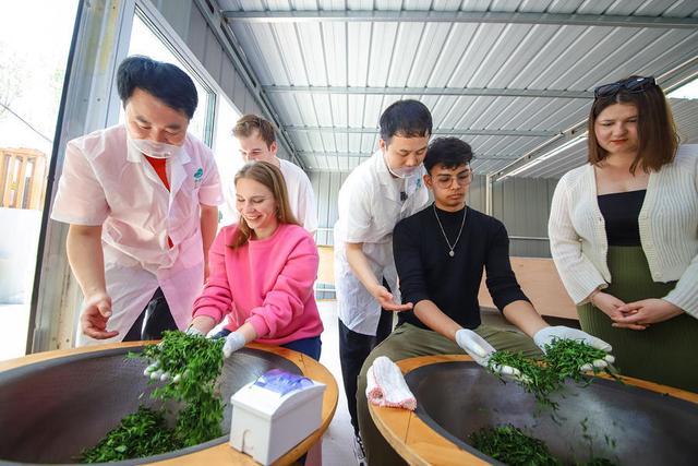 青岛：留学生采绿茶 体验中国茶文化