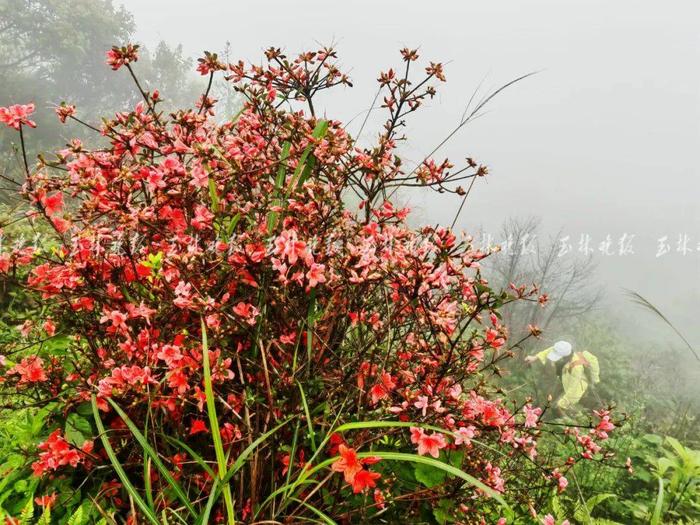 玉林这里的山野杜鹃花开了！就在北流大容山脚下