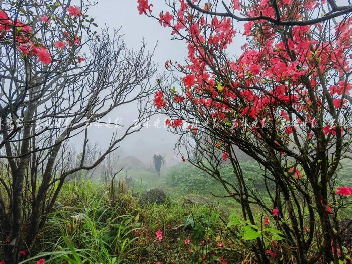 玉林这里的山野杜鹃花开了！就在北流大容山脚下