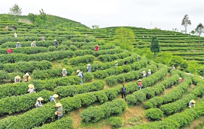 高山云雾孕好茶