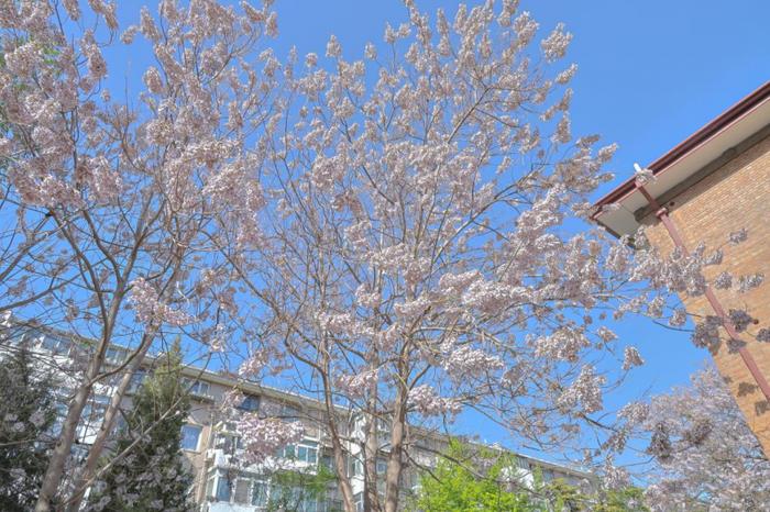 朝阳区和平街街道以开放共建理念打造 “百园千景万树花”