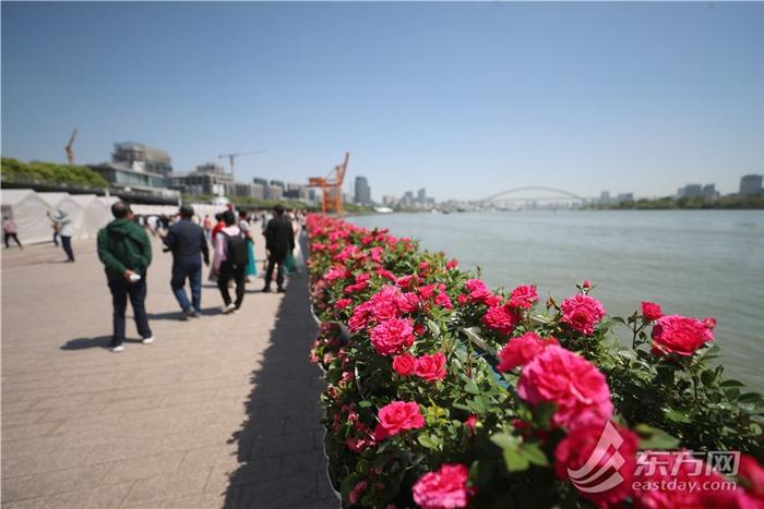 2024上海（国际）花展开幕，徐汇滨江繁花似锦美出新高度