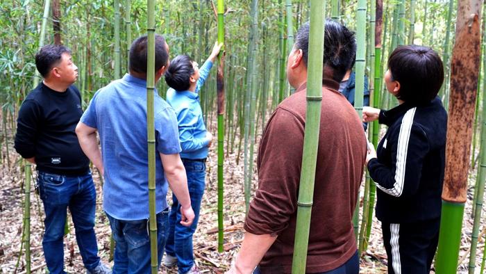 中国林科院专家“把脉问诊”雷竹笋虫害