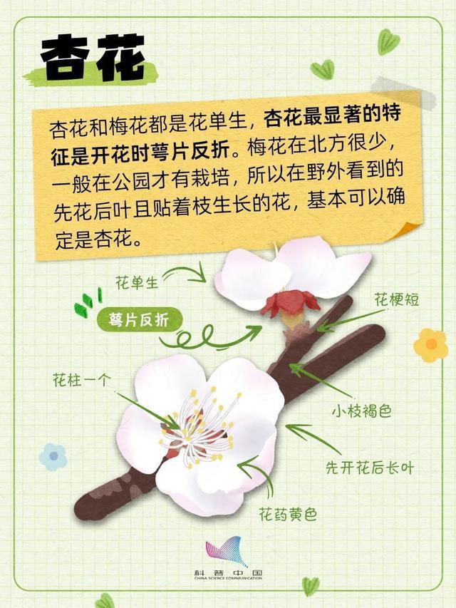 桃李杏樱梅梨海棠……超简单的识花手册来了