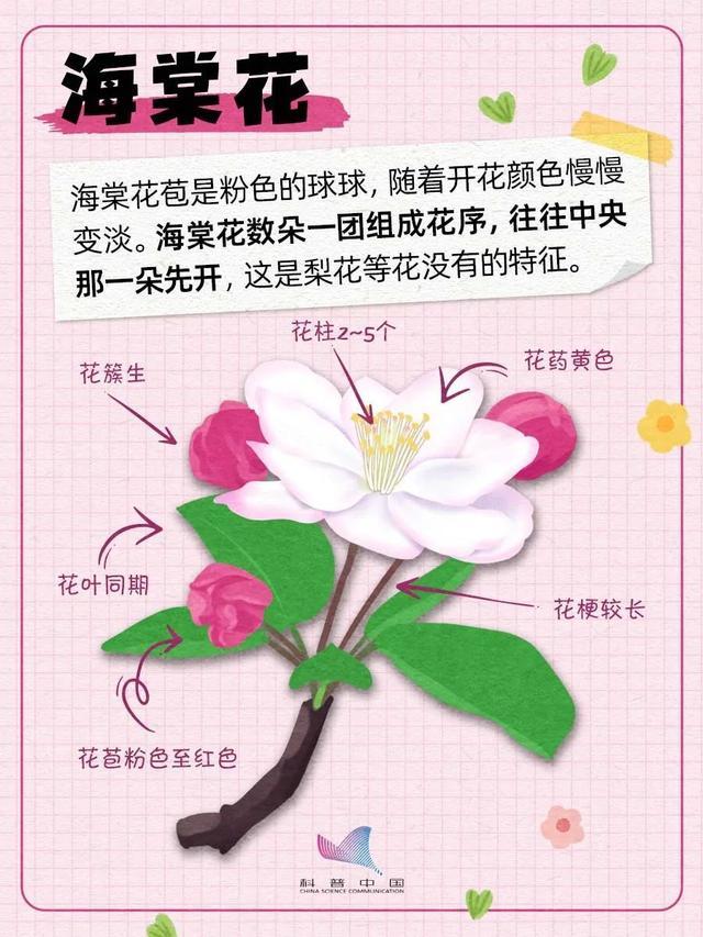 桃李杏樱梅梨海棠……超简单的识花手册来了