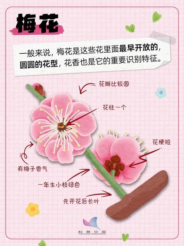 桃李杏樱梅梨海棠……超简单的识花手册来了