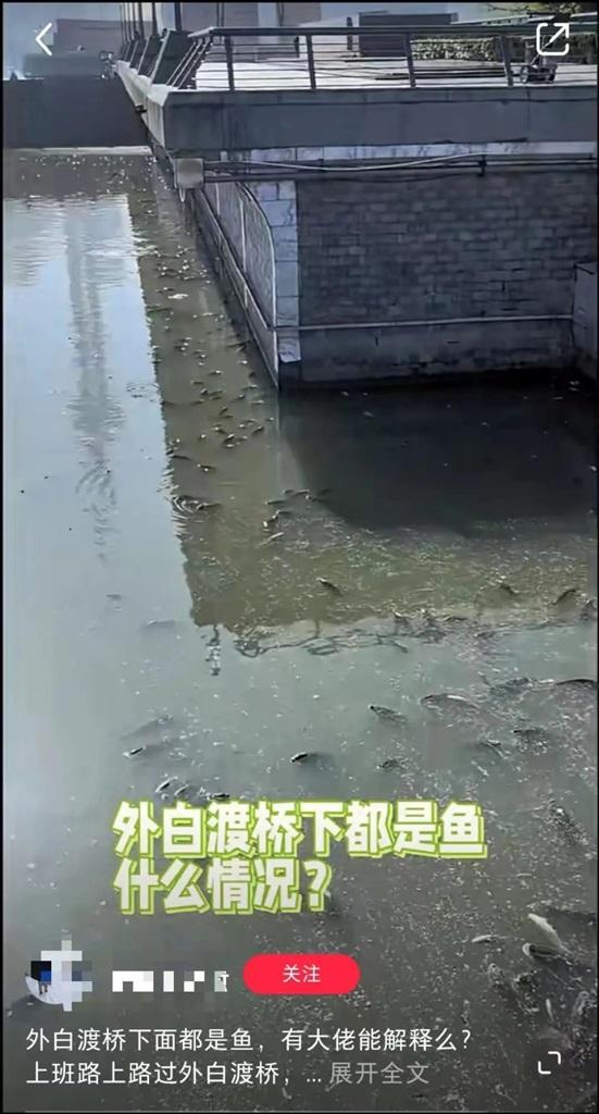 上海外白渡桥附近水面漂浮死鱼？桥面安保称早晨三四点已全是鱼，相关部门已打捞死鱼