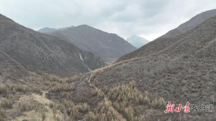 40多年的“信息孤岛”成为历史——甘肃太子山国家级自然保护区最后一个保护段通了信号