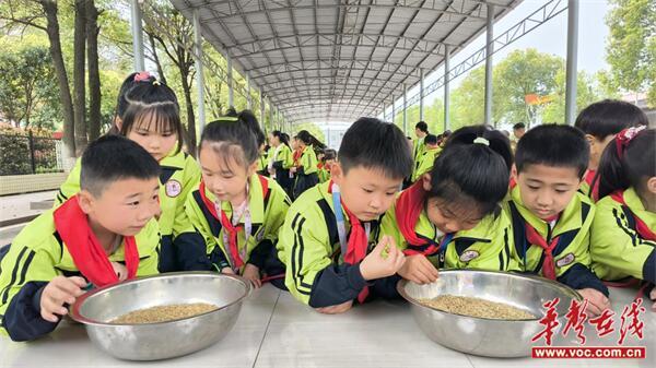 识稻谷 看车间 学煮饭，这个学校的劳动科普很有趣！