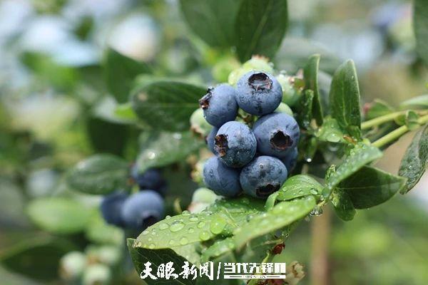 共话“一甜一酸”，麻江县赴上海招商考察