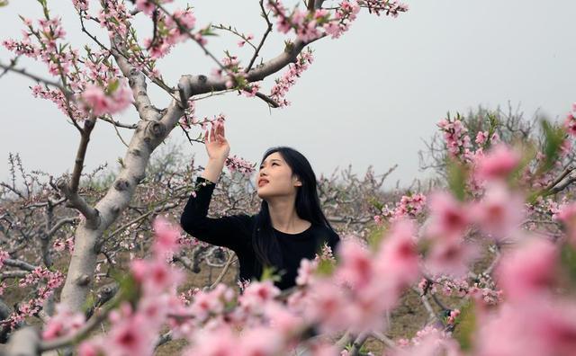 碣石桃花朵朵开 游客闻香踏青来