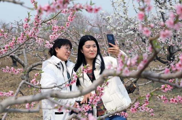 碣石桃花朵朵开 游客闻香踏青来