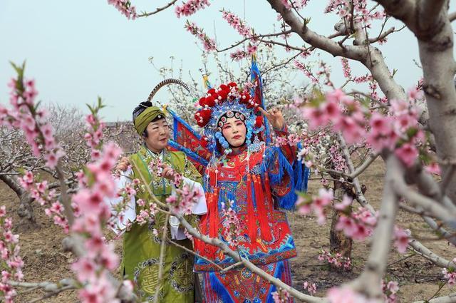 碣石桃花朵朵开 游客闻香踏青来