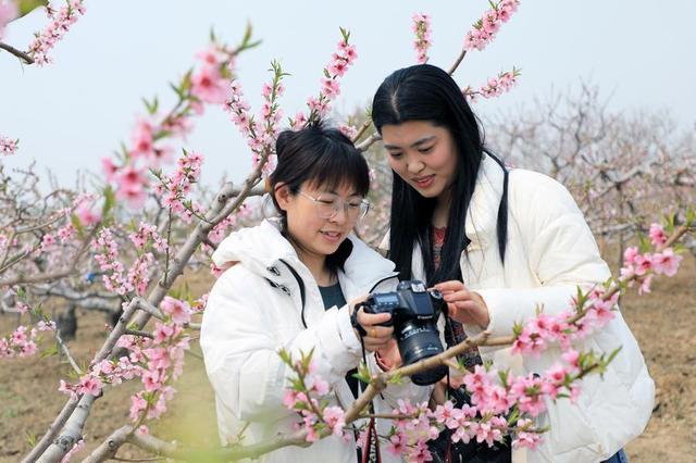 碣石桃花朵朵开 游客闻香踏青来