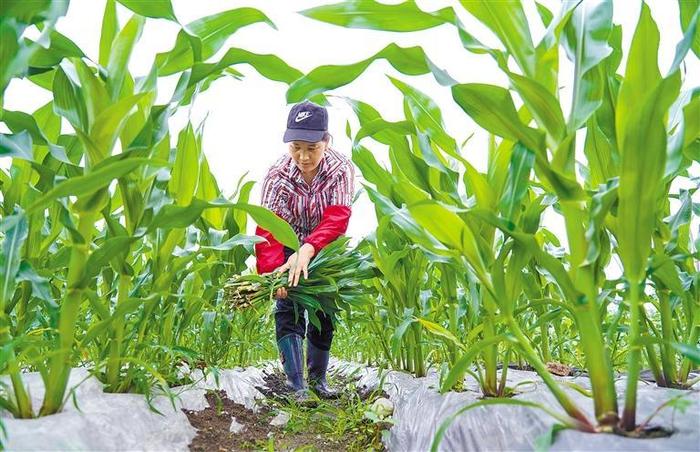 谷雨时节百花香 雨泽万物种希望