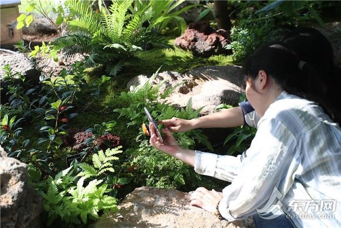 国际花展 | 上海植物园北区全面开放，首个“冷温室群”迎客
