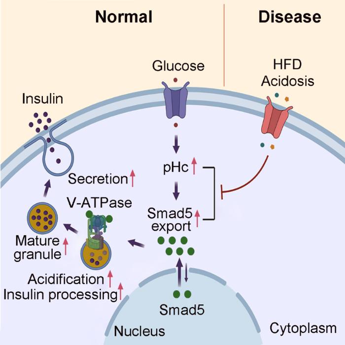 同济大学章小清/刘玲/房玉江团队Cell Metabolism发现胞内pH-Smad5信号通路控制胰岛素加工与分泌新机制