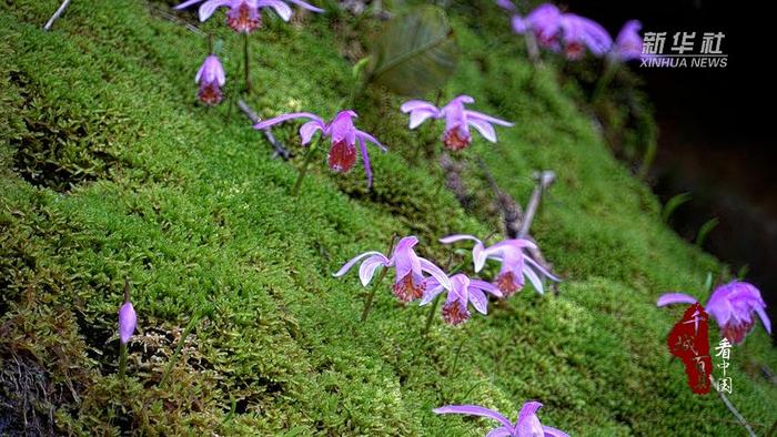 千城百县看中国｜湖北鹤峰：这里发现大面积独蒜兰野生种群！