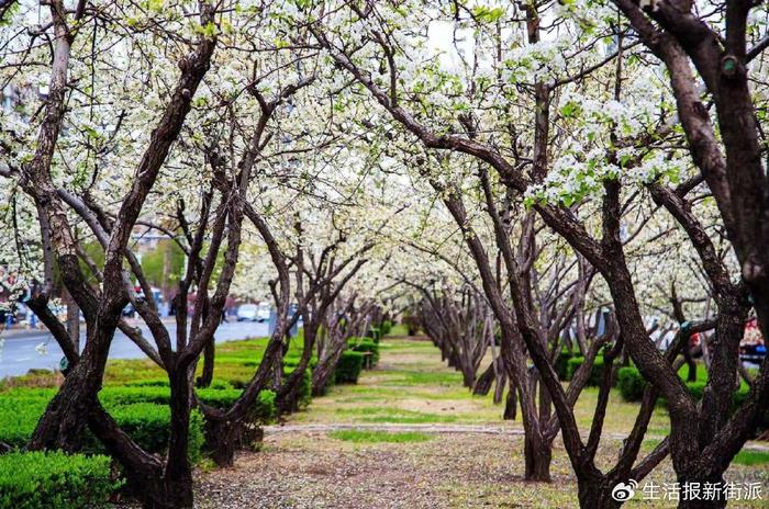 春观花秋赏果！哈尔滨这条街路将被打造成景观大道