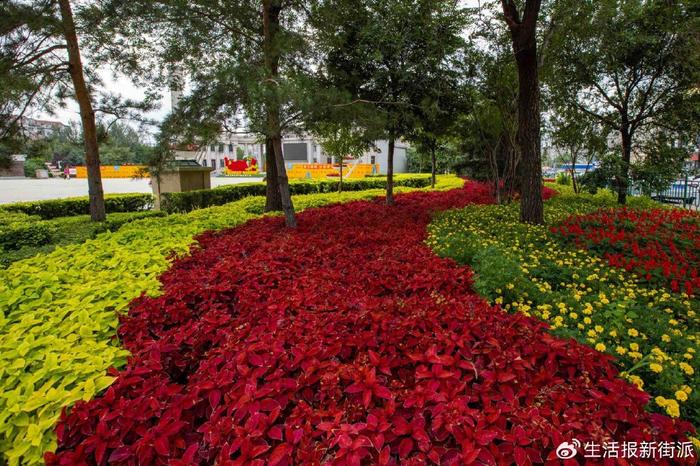 春观花秋赏果！哈尔滨这条街路将被打造成景观大道