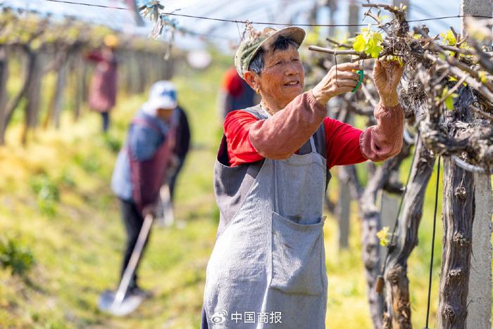 农业农村部最新发声！事关夏粮夏油、生猪禽蛋等→