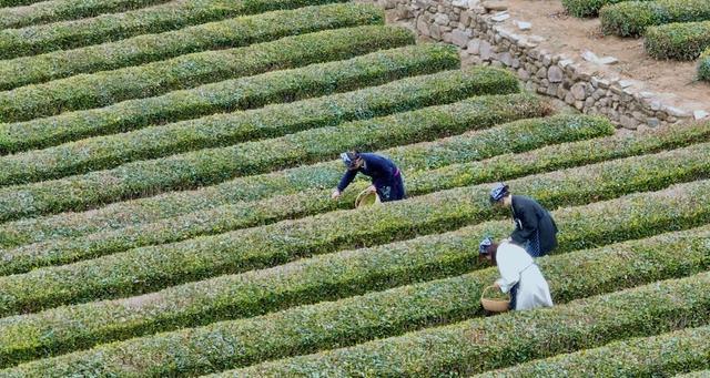 第十九届崂山茶节开幕，助力茶农增收与农文旅融合