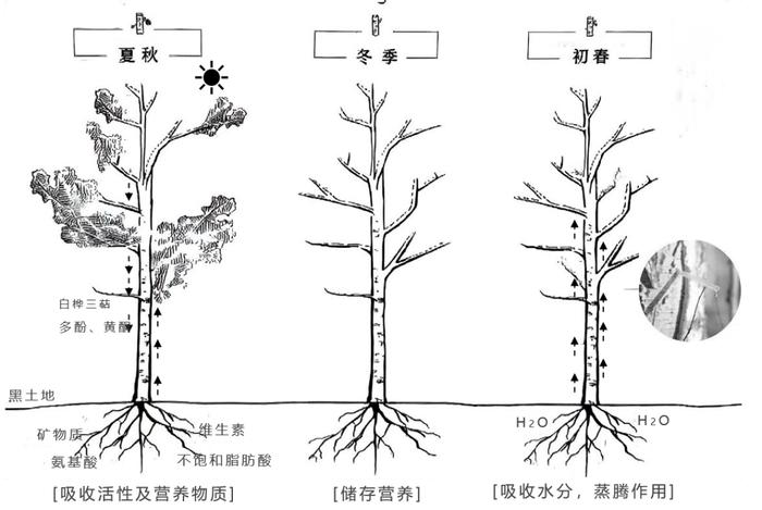 天然浓缩白桦树汁，来自北纬47°小兴安岭，清爽甘冽，富含营养