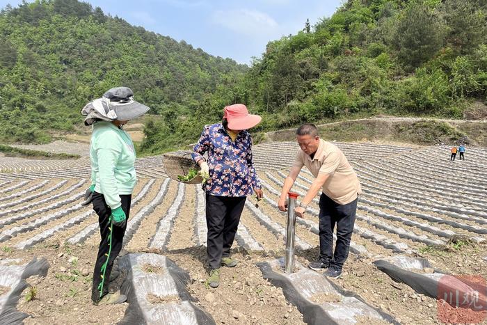 县域新气象｜古蔺升级烤烟种植基地“套种”模式