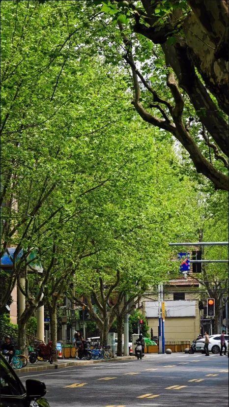 夏日林荫、冬日落叶，春日的悬铃木正在抽芽见绿丨镜头里的静安