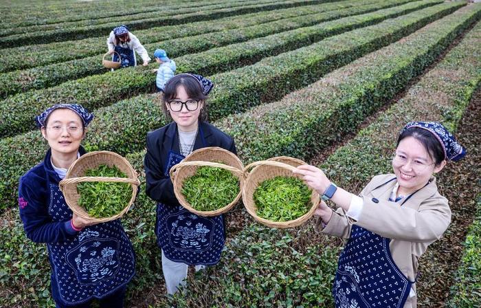 闻到茶香了吗，看崂山谷雨采新茶