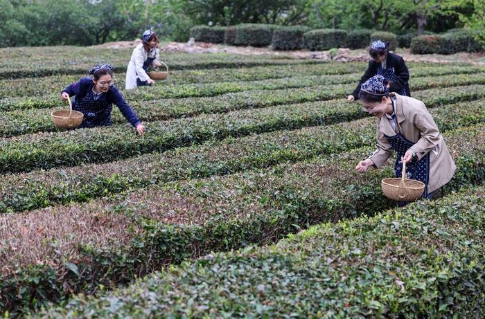 闻到茶香了吗，看崂山谷雨采新茶