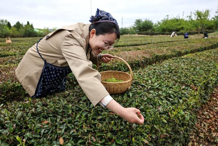 闻到茶香了吗，看崂山谷雨采新茶