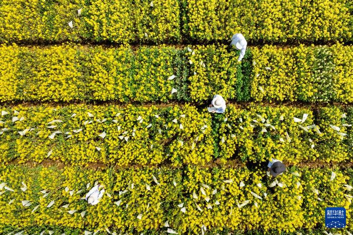 图片故事丨“油菜设计师”，让一粒粒种子开成油菜花海