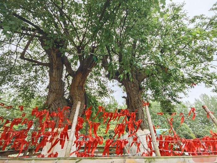 C视频丨成都：千年古桑开花结果迎接游客