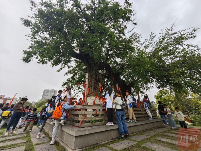 C视频丨成都：千年古桑开花结果迎接游客