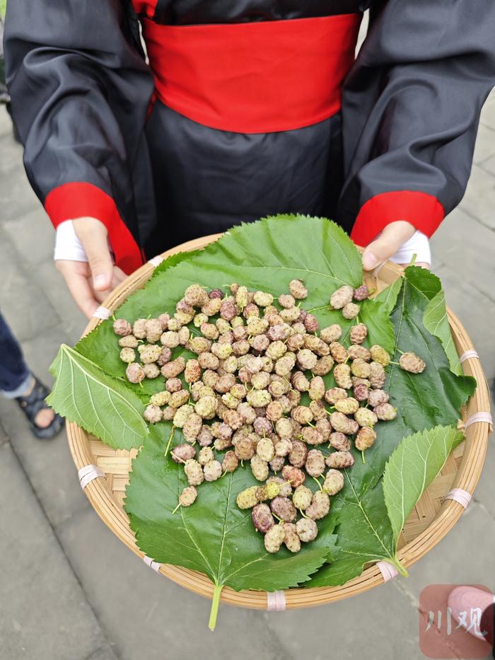 C视频丨成都：千年古桑开花结果迎接游客