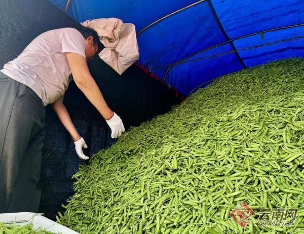 “冬闲田”变“增收田”，云南昭阳区2.5万亩水果豌豆迎来丰收季